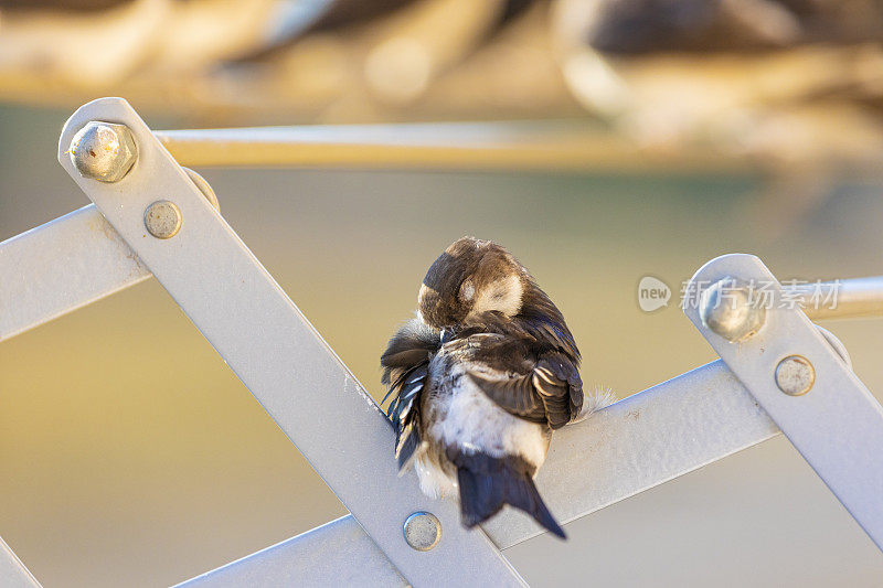 谷仓燕子(Hirundo rustica)在我的窗口靠近。躺在我的衣架上